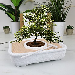 Kit pour cultiver un bonsaï